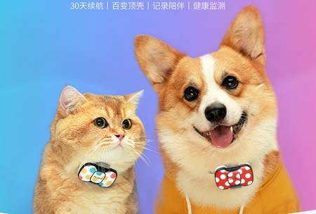 陪彼宠物